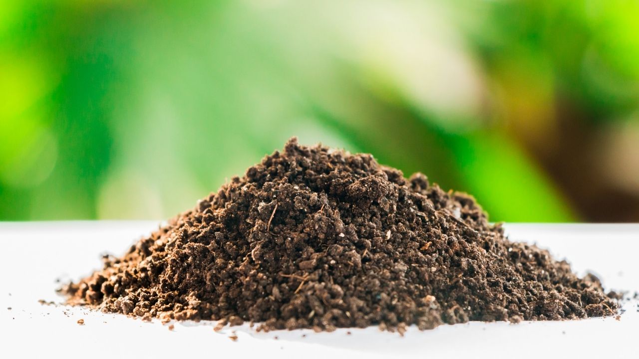 Fusy z kawy - idealny nawóz dla roślin lubiących azot