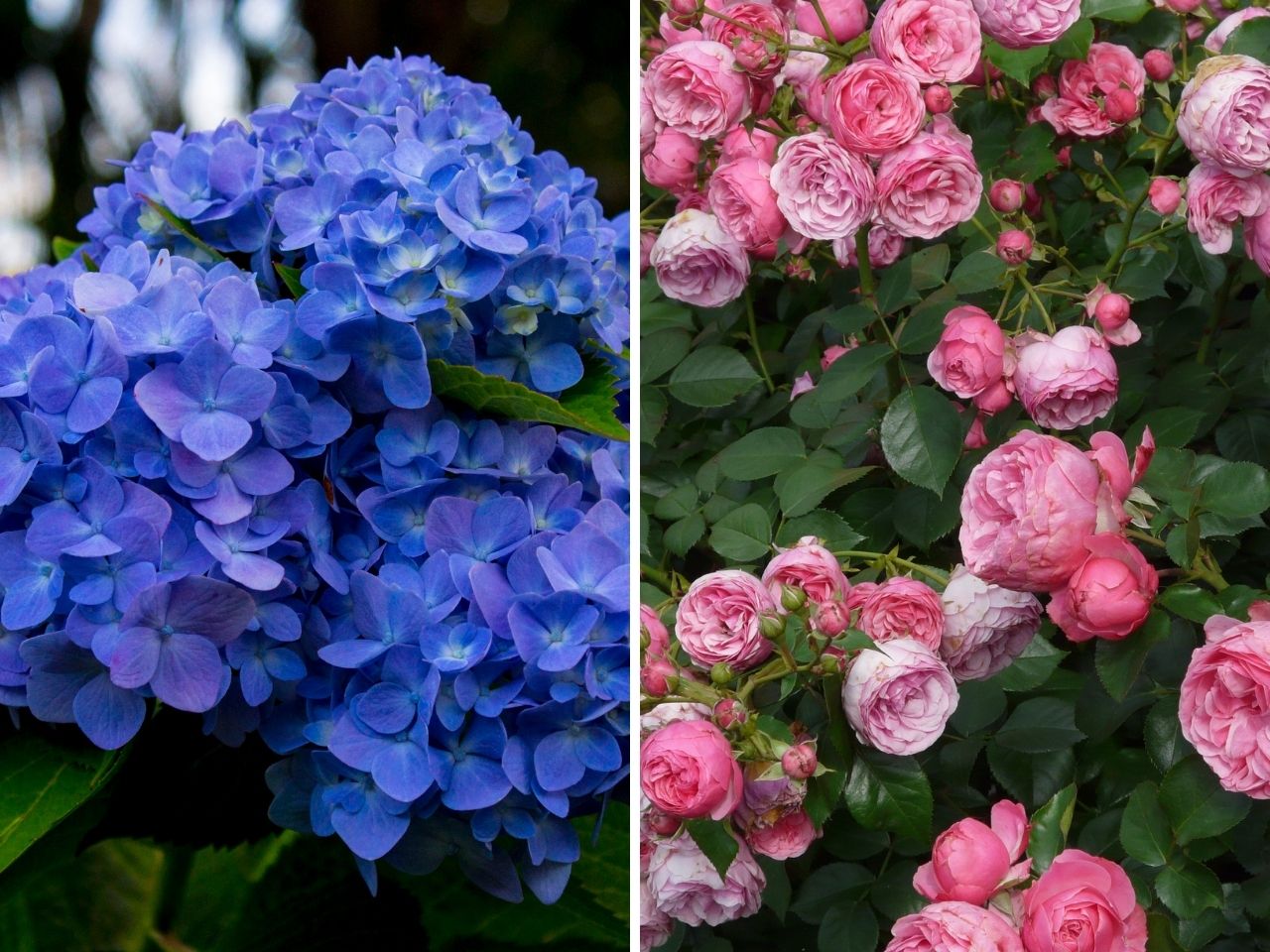 Niebieskie hortensje i różowe różę - te rośliny możemy nawozić kawą