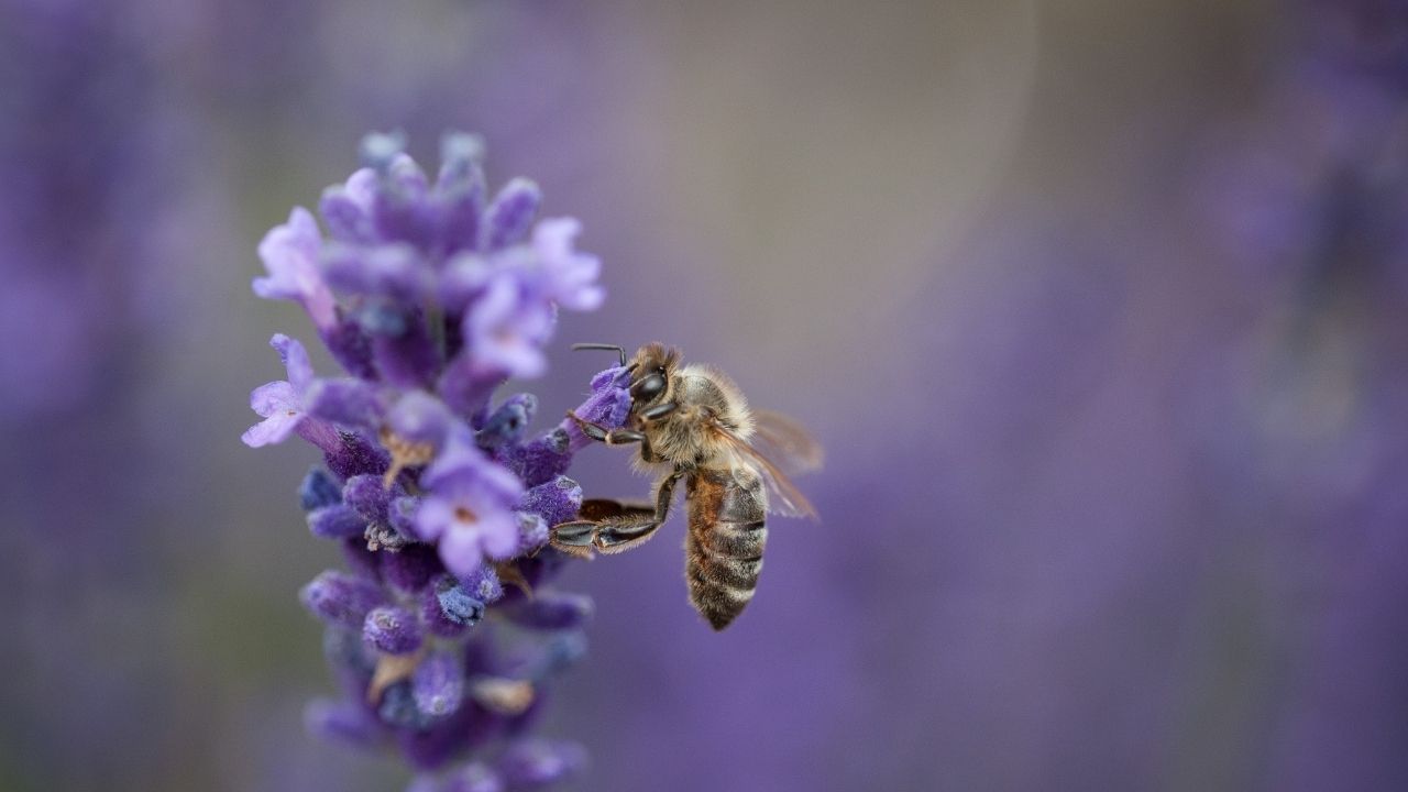 Pszczoła na kwitnącej lawendzie