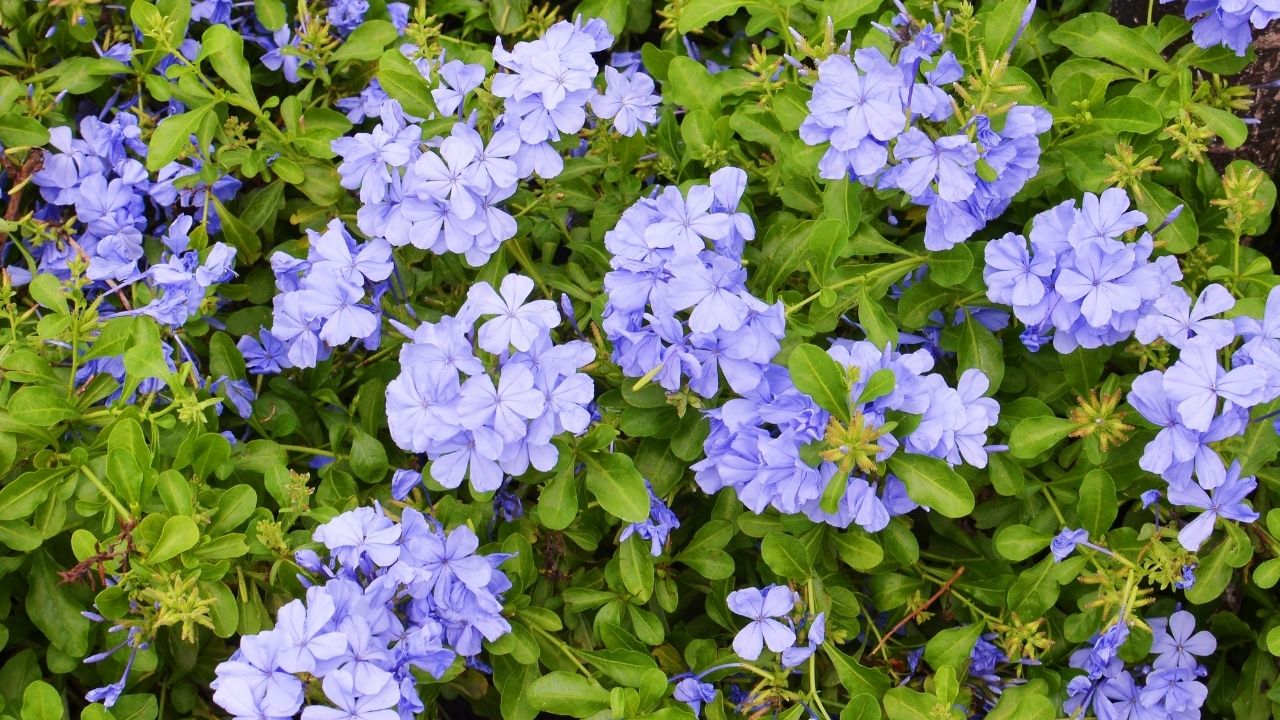Ołownik - zachwyca błękitnymi kwiatami w kształcie floksów