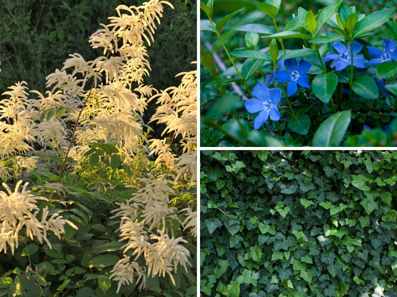 Parzydło leśne, barwinek pospolity i bluszcz pospolity - leśne rośliny, które dobrze rosną w cieniu i możemy sadzić je w ogrodzie