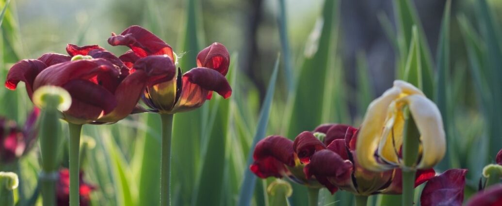 Przekwitające tulipany - obrywamy kwiaty i zostawiamy rośliny, aż zaschną liście