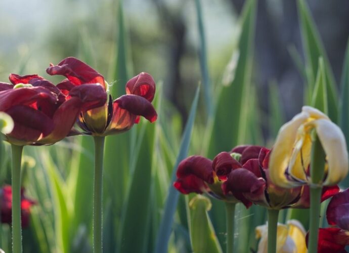 Przekwitające tulipany - obrywamy kwiaty i zostawiamy rośliny, aż zaschną liście