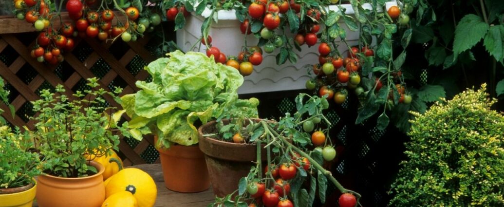 Warzywa na balkonie - pomidorki, sałata, dynie i zioła