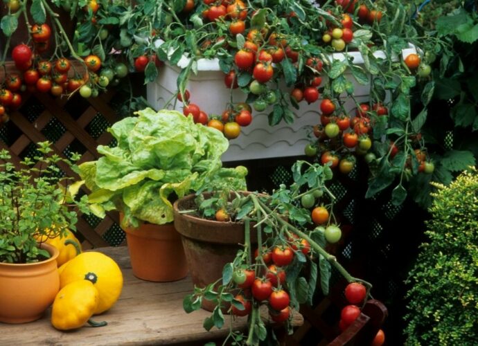 Warzywa na balkonie - pomidorki, sałata, dynie i zioła