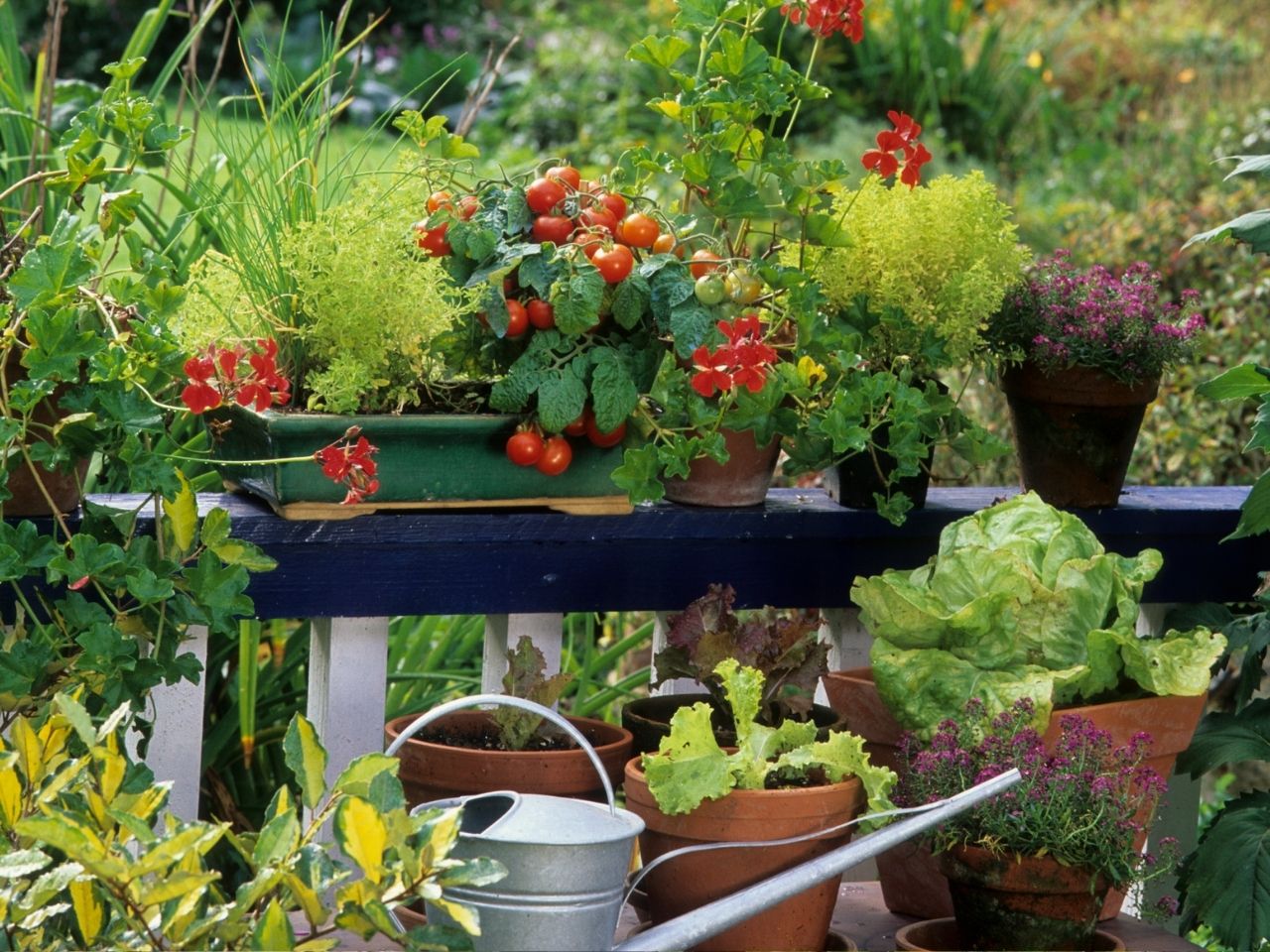 Warzywa i zioła uprawiane na balkonie