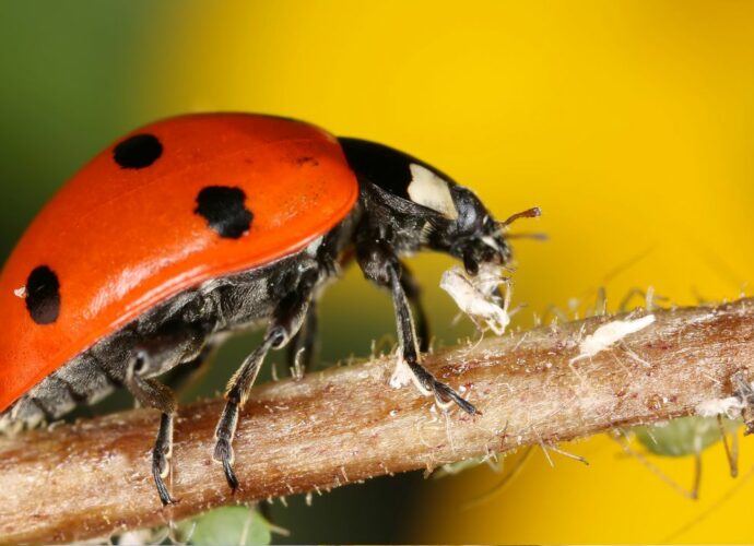 Biedronka zjada mszyce żerujące na gałązce