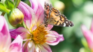 Jak zwabić motyle na balkon/ Posadź odpowiednie rośliny, np. dalie