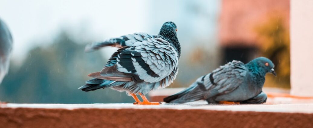 Gołębie na balkonie - jak zabezpieczyć się przed odchodami i gniazdami?