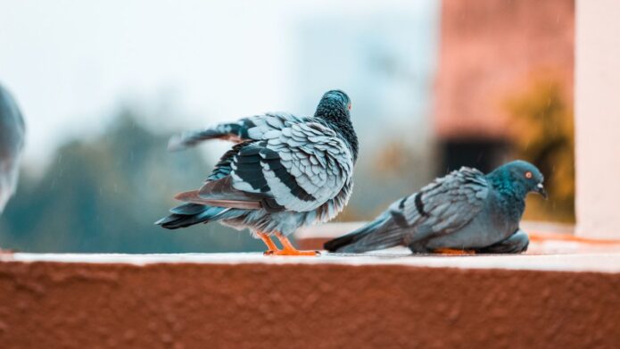 Gołębie na balkonie - jak zabezpieczyć się przed odchodami i gniazdami?