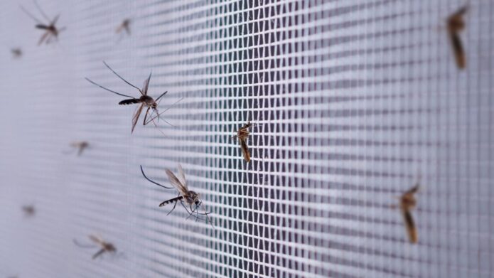 Komary na moskitierze