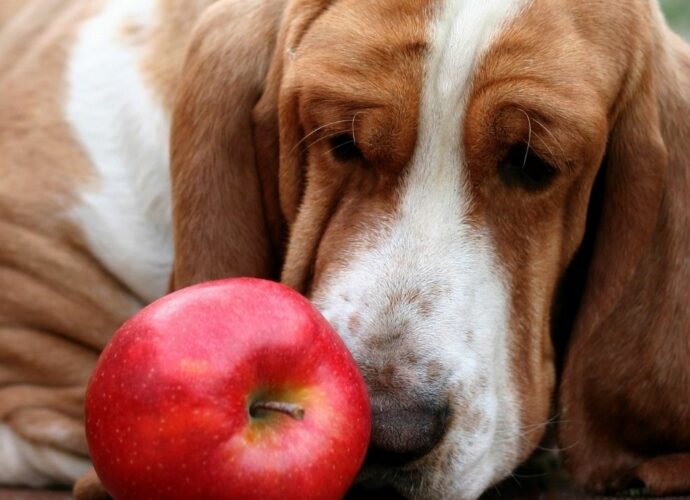 Owoce bezpieczne dla psa - jabłko to jeden z nich