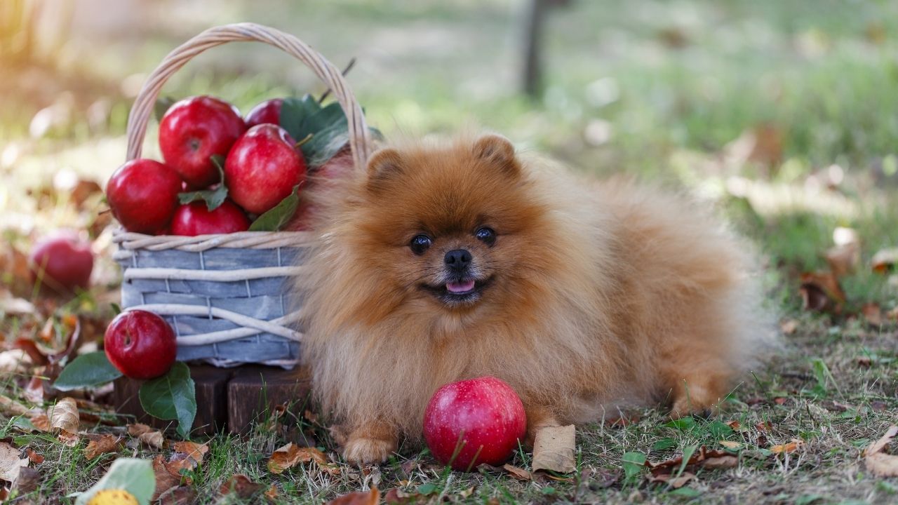 Psy mogą jeść jabłka, ale z umiarem