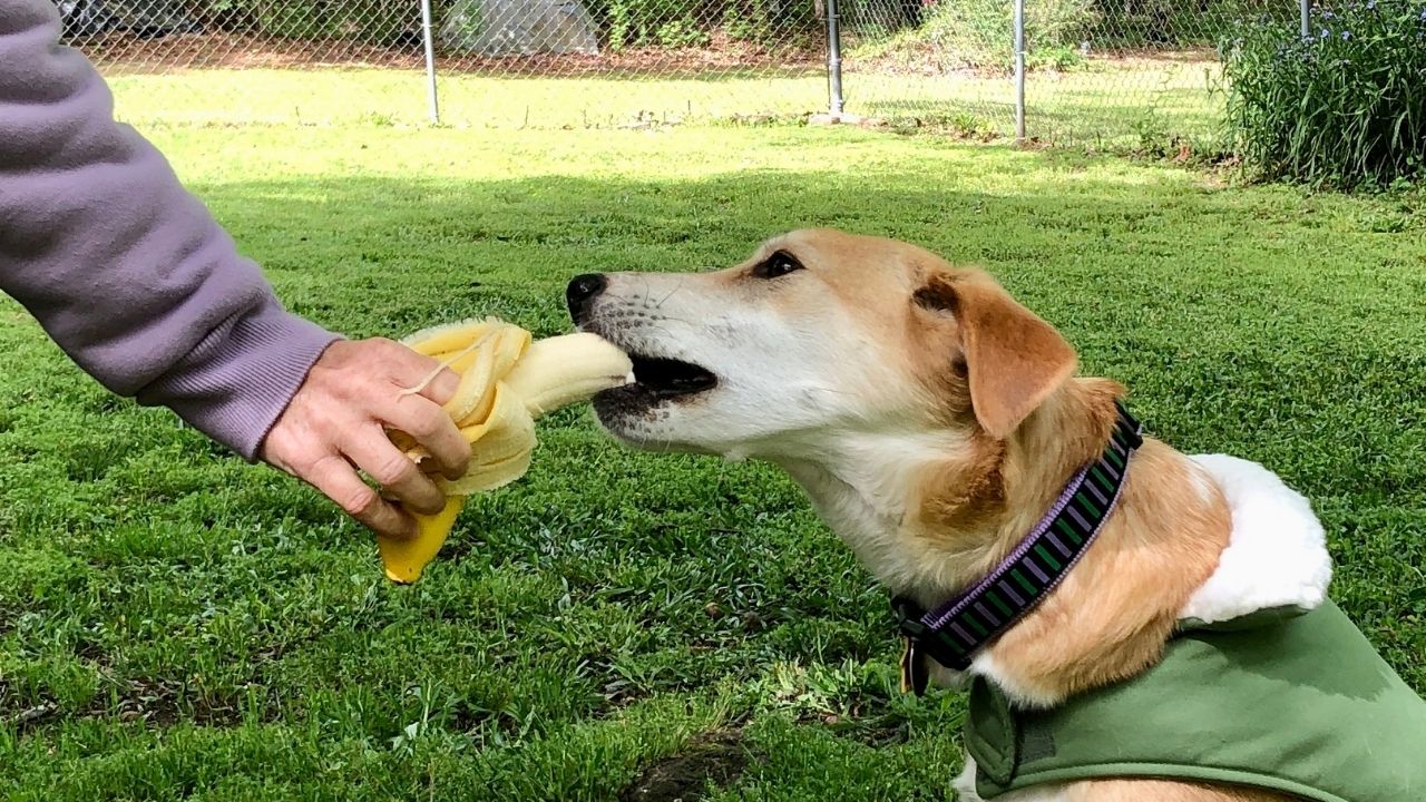 Pies zajada banana - pyszną przekąskę, którą musimy podawać z umiarem