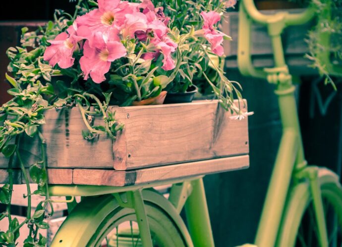 Kwietnik z roweru - różowe petunie w skrzynce na zielonym rowerze