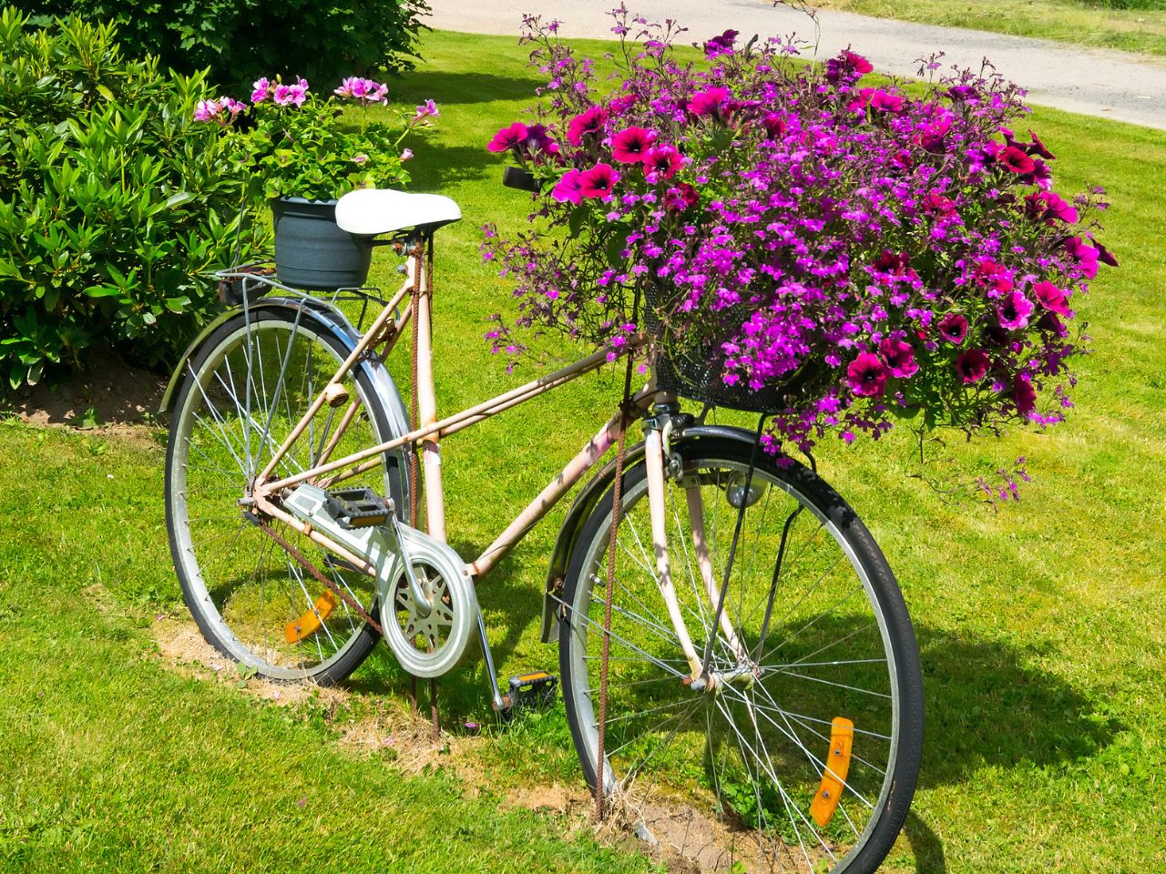 Purpurowe kwiaty na białym rowerze