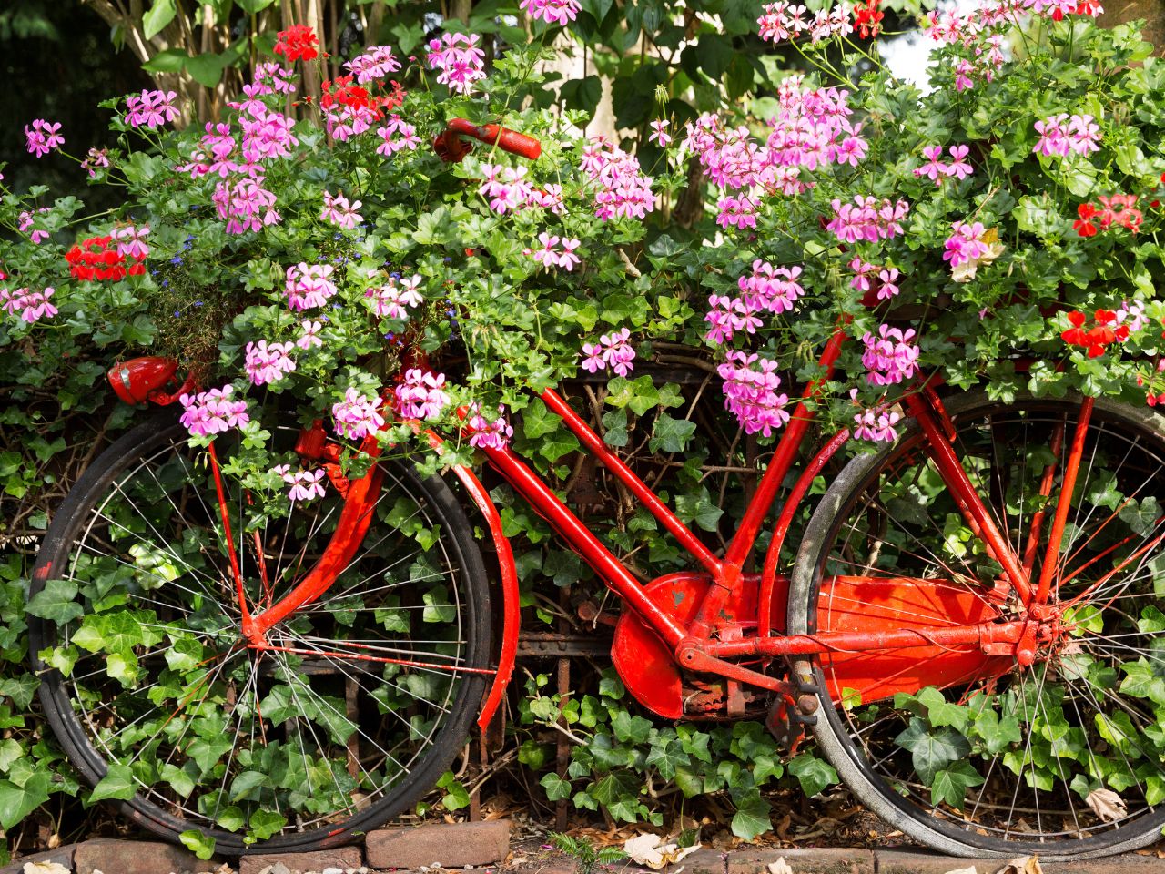 Różowe pelargonie na czerwonym rowerze