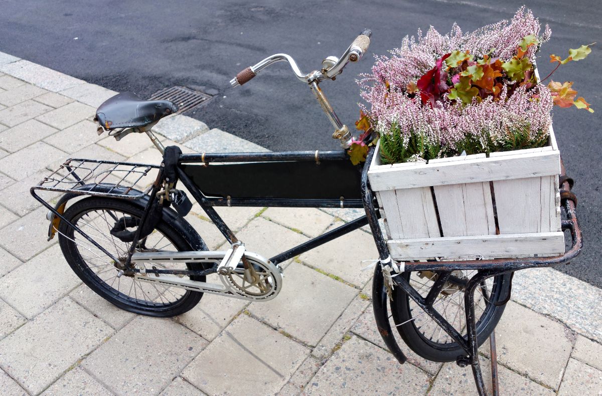 Skrzynka z wrzosami na kwietniku z roweru