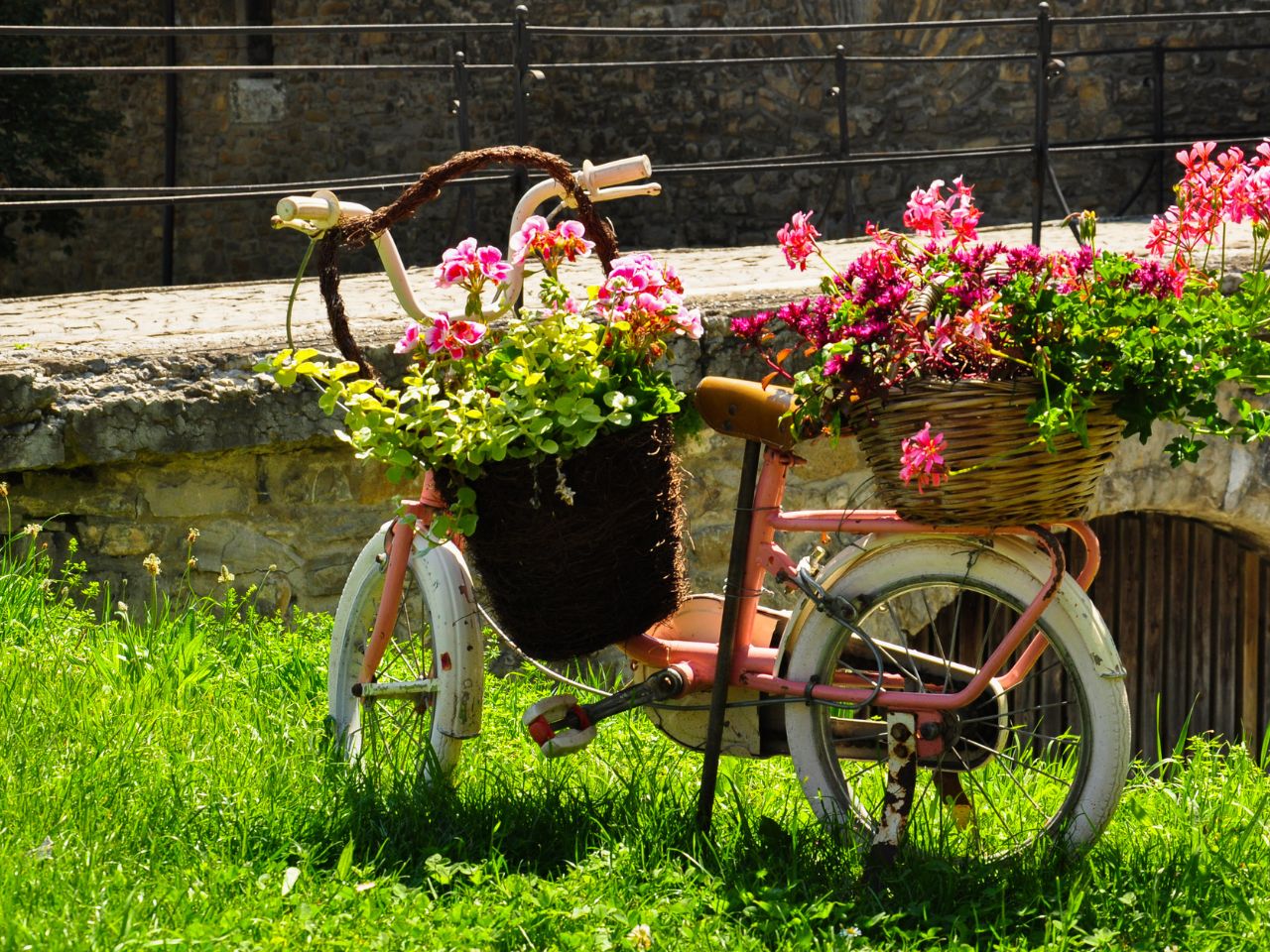 Kwietnik z rowerka dziecięcego z różowymi pelargoniami