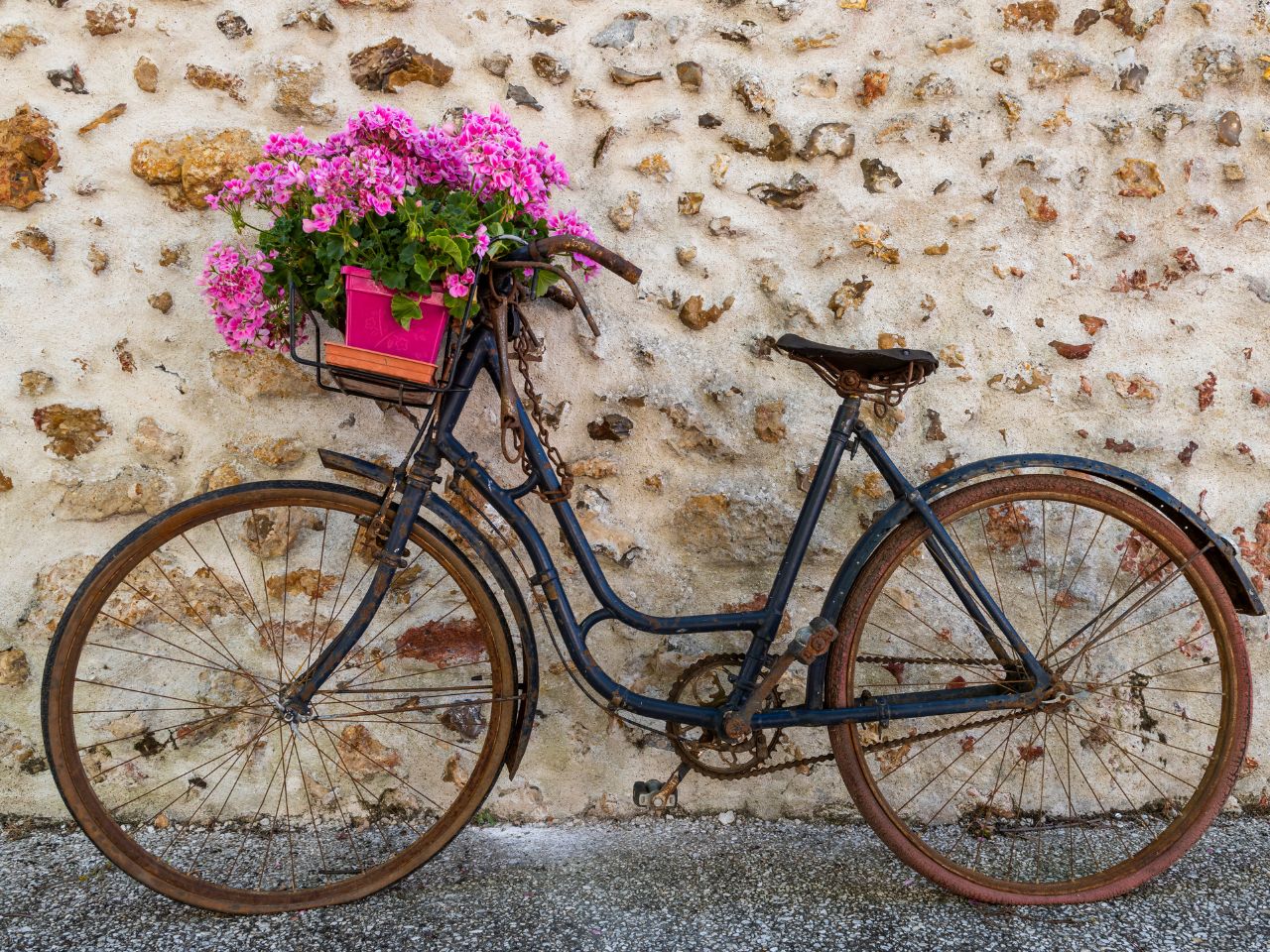 Różowe hortensje w skrzynce umocowanej na starym rowerze