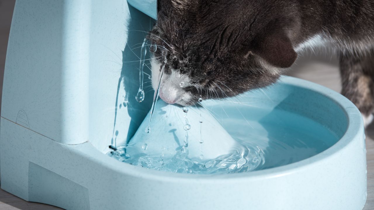 Kot pije wodę z fontanny dla kotów