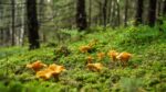 Grzyby w lesie. Czy można zbierać grzyby w Niemczech?