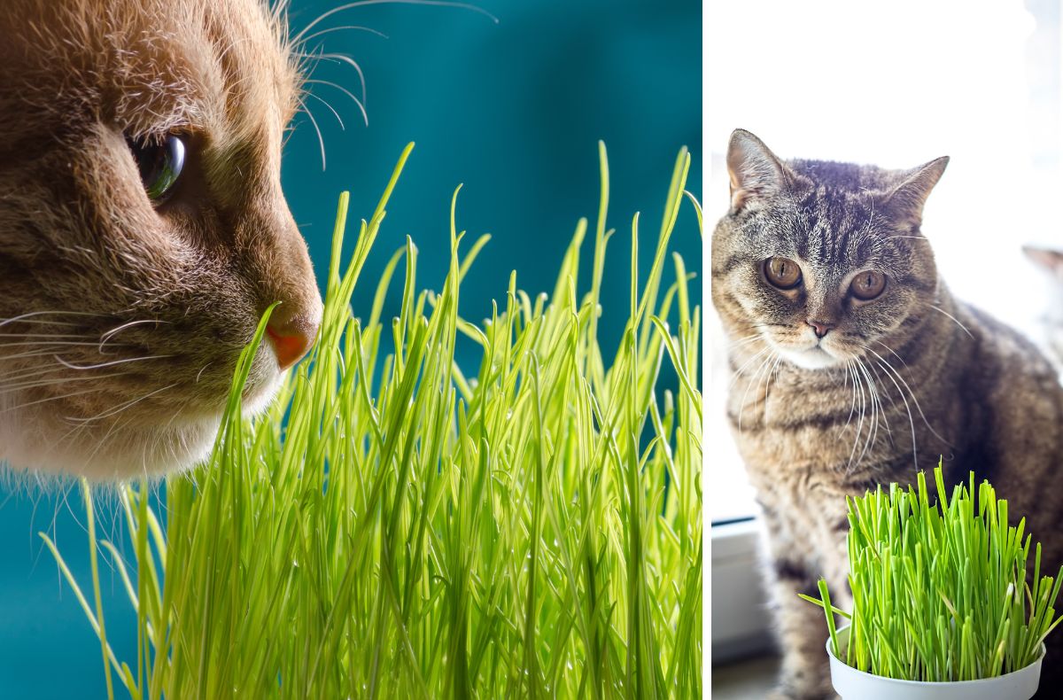 Kocia trawa - idealna zielenina do podgryzania dla kotów