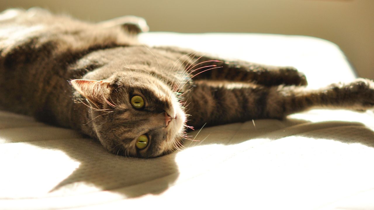 Kot leżący w pełnym słońcu