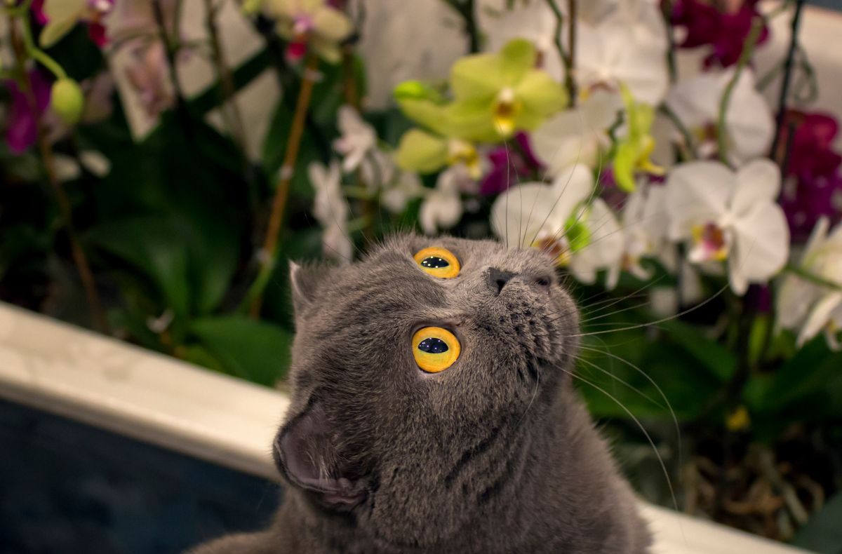 Kot w szklarni pełnej kwitnących storczyków