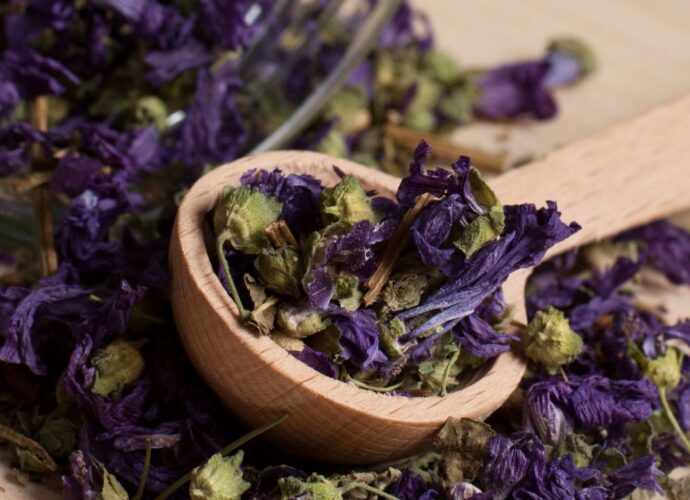 Suszone kwiaty czarnej malwy - idealne do przygotowania herbatki z malwy