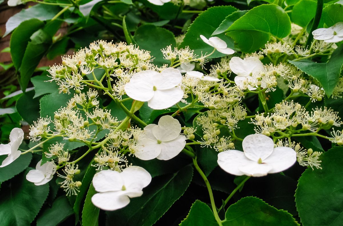 Hortensja pnąca obsypana białymi kwiatami