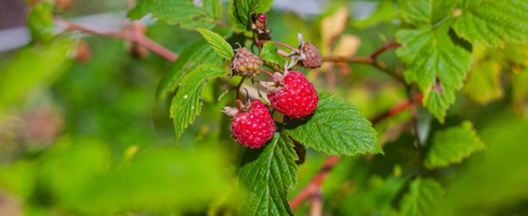 Owoce maliny na krzaku