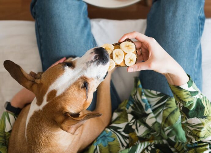 Pies je przysmak z plasterkami banana
