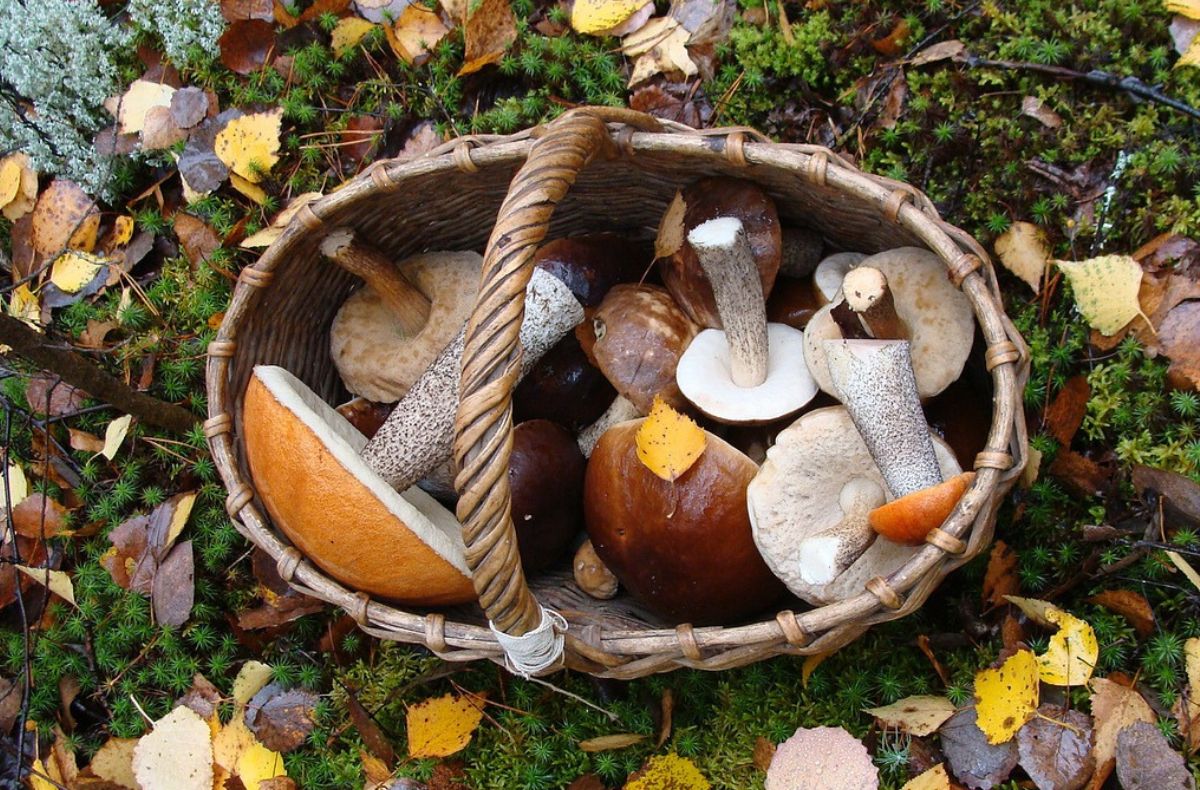 Koszyk pełen grzybów z polskich lasów - koźlarzy i podgrzybków