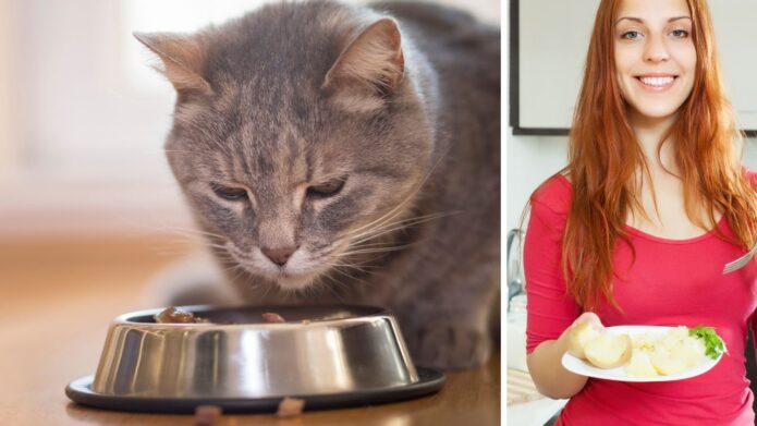 Czy koty mogą jeść ziemniaki?