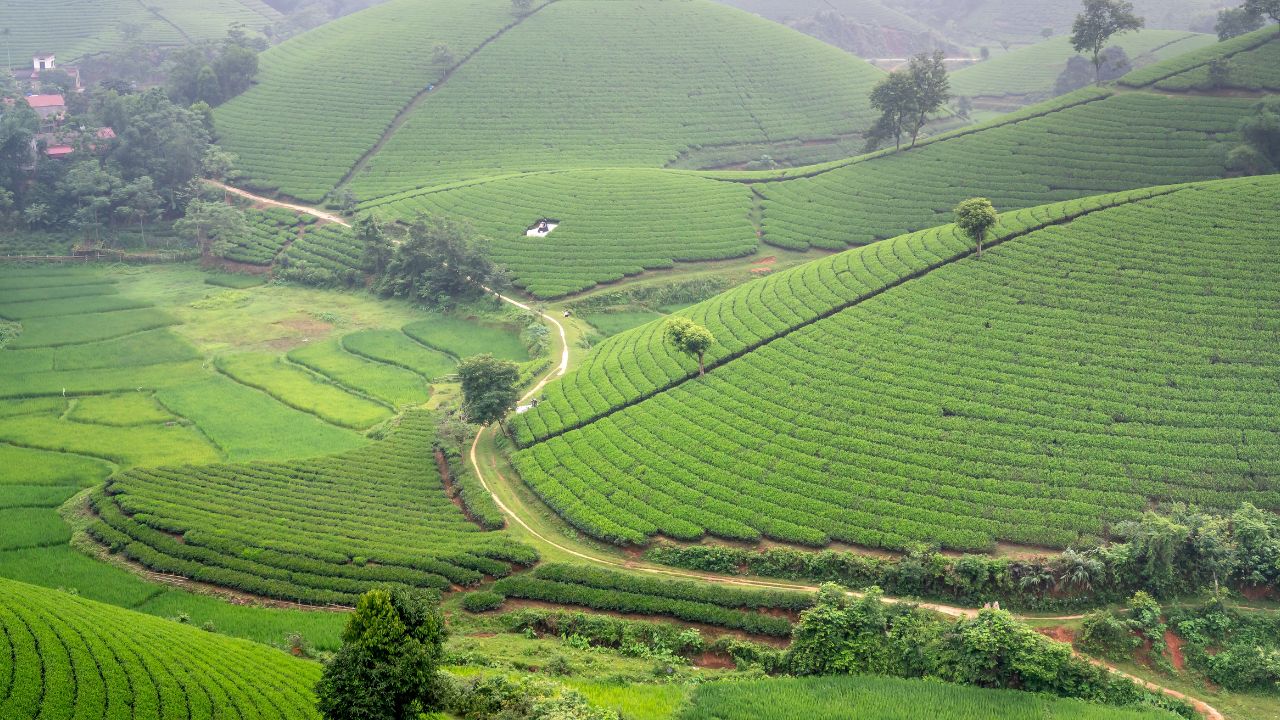 Pola herbaty w Wietnamie