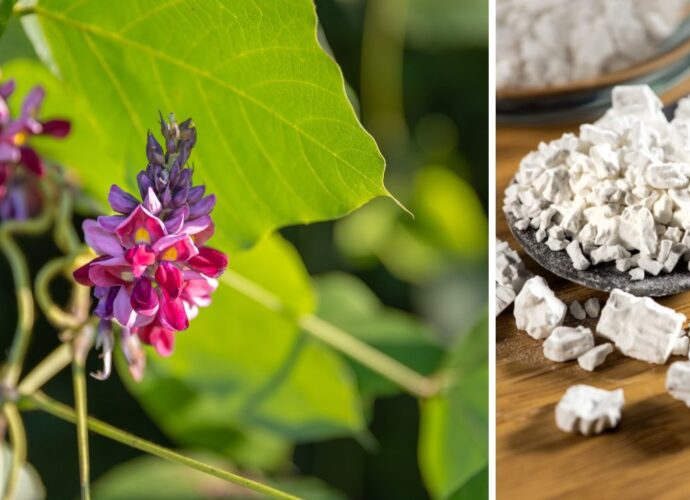 Kudzu - kwiat kudzu i korzeń kudzu root