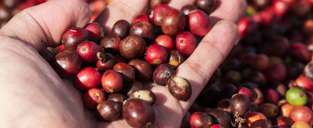Gdzie rośnie najlepsza kawa? Ziarna kawy arabica na dłoni