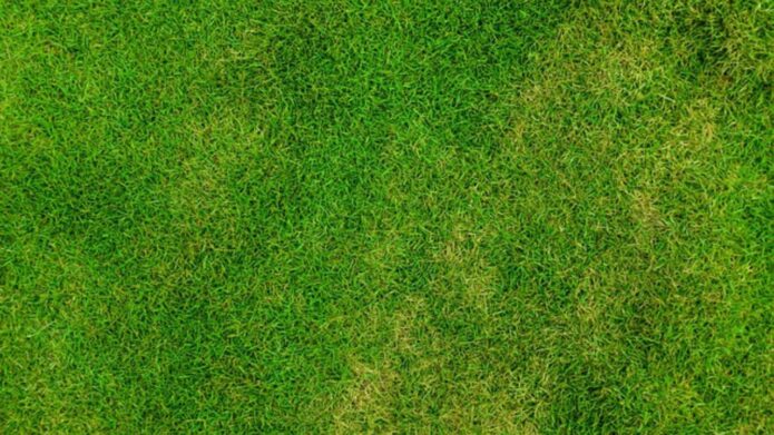 Piękny trawnik - jak dbać o nawodnienie trawnika?