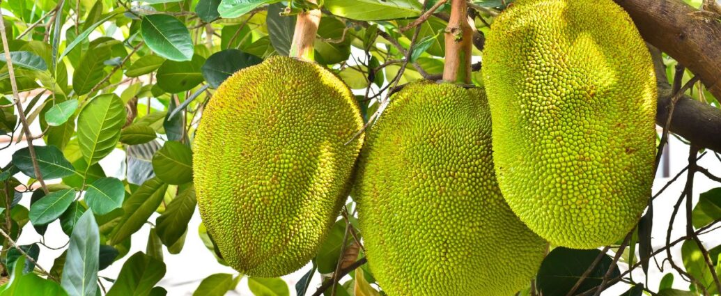 Owoce jackfruita na drzewie chlebowym