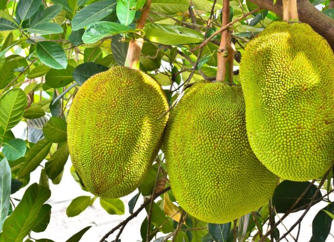 Owoce jackfruita na drzewie chlebowym