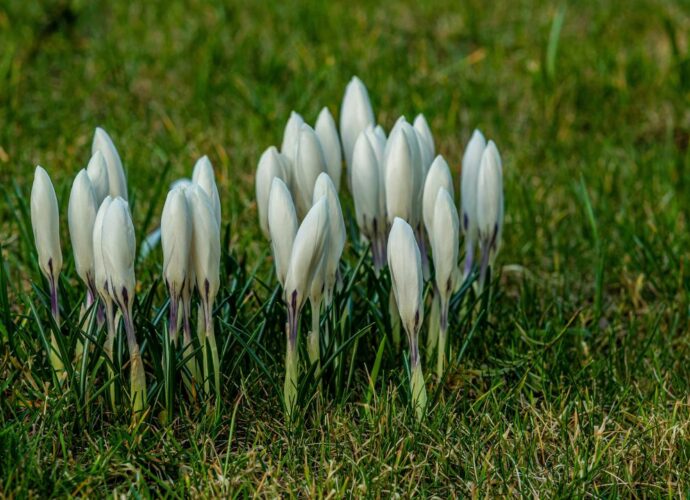 Kwitnące białe krokusy w trawie