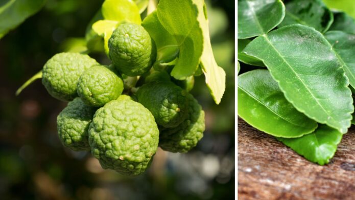 Owoce i liście limonki kaffir - składnika dań kuchni tajskiej