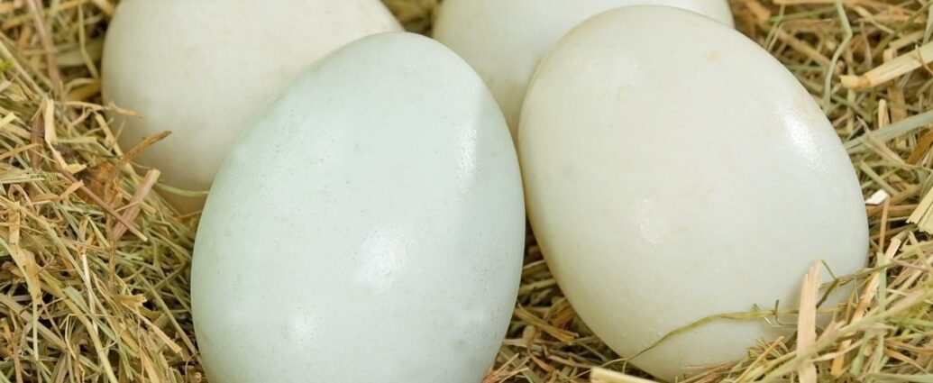 Jajka kacze wracają do łask. Czy jajka kacze są lepsze od kurzych? Jak je przyrządzać i na co zwrócić uwagę podczas ich kupowania?