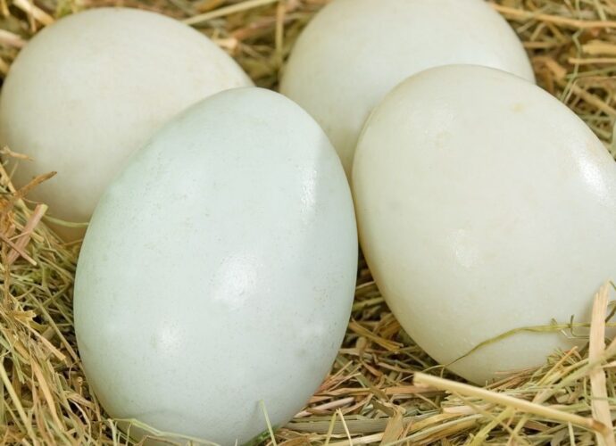 Jajka kacze wracają do łask. Czy jajka kacze są lepsze od kurzych? Jak je przyrządzać i na co zwrócić uwagę podczas ich kupowania?