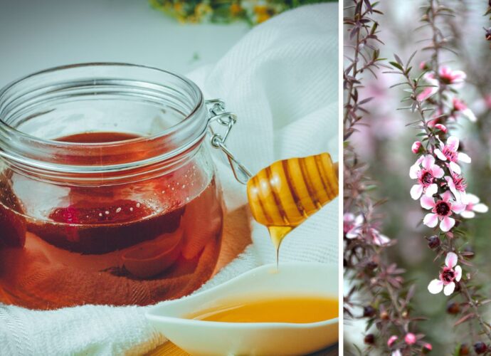 Miód manuka w słoiku oraz kwiaty manuka