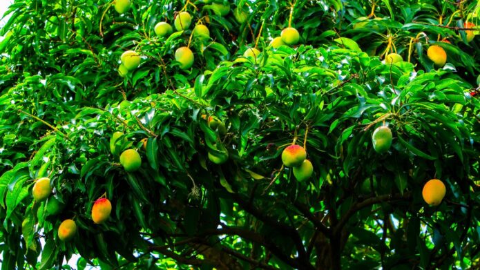 Owocujące drzewo mango