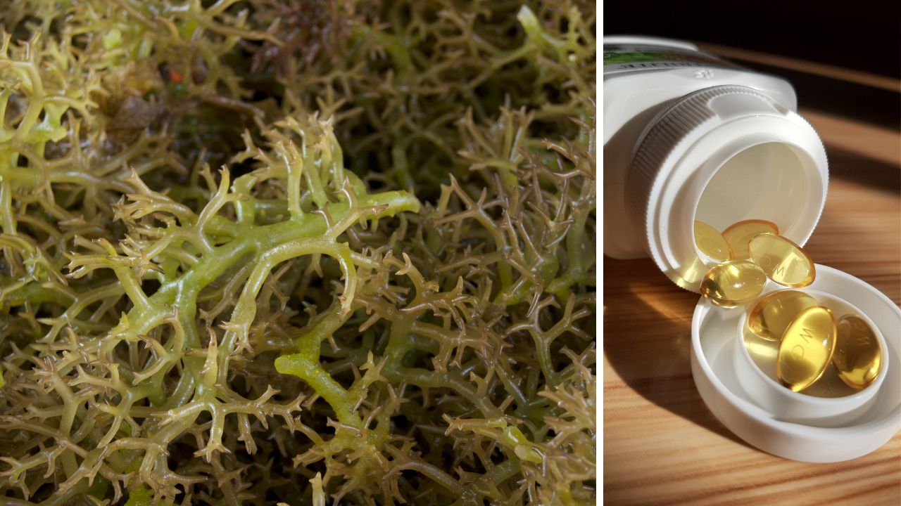 Jakie zastosowanie ma karagen w przemyśle farmaceutycznym?