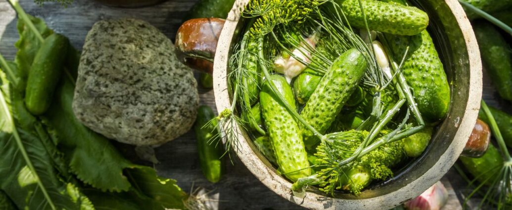 Ogórki do kiszenia na ogórki małosolne ułożone w naczyniu z kamionki