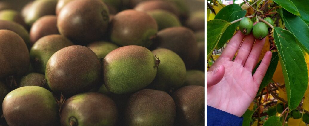 Owoce mini kiwi czyli aktinidii - w misce oraz na krzaku